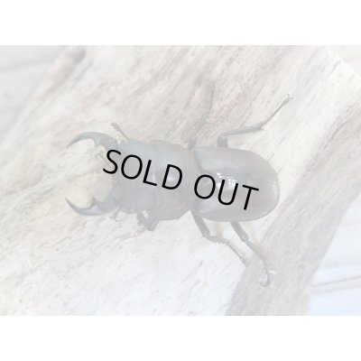 画像2: 新成虫☆WF1☆モンパオオクワ(ドルクスモンパ)♂33ミリ♀27ミリペア販売!!