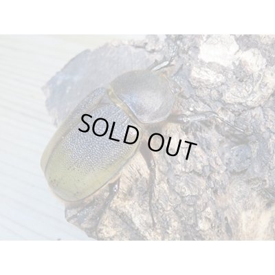 画像4: ☆新成虫☆D.H.レイディ♂82ミリ♀60ミリペア販売！！