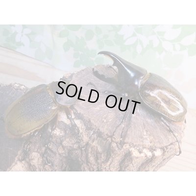 画像5: ☆新成虫☆D.H.レイディ♂82ミリ♀60ミリペア販売！！