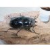 画像4: 新成虫☆レギウスオオツヤクワガタ（RR血統）♂77ミリ♀47ミリペア販売！！ (4)