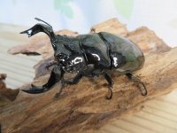 新成虫☆タランドゥスオオツヤクワガタ♂75ミリ♀52ミリペア販売！！