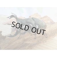 新成虫☆タランドゥスオオツヤクワガタ♂75ミリ♀52ミリペア販売！！