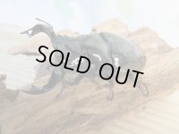 新成虫☆タランドゥスオオツヤクワガタ♂75ミリ♀52ミリペア販売！！