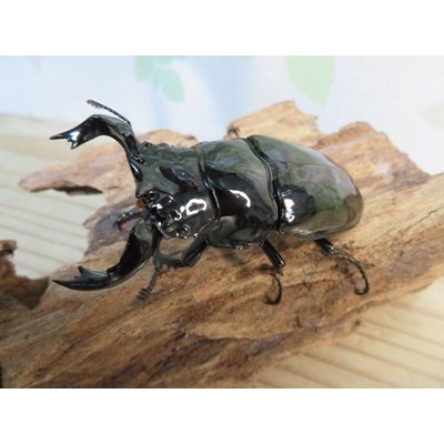 画像1: 新成虫☆タランドゥスオオツヤクワガタ♂75ミリ♀52ミリペア販売！！