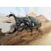 画像1: 新成虫☆タランドゥスオオツヤクワガタ♂75ミリ♀52ミリペア販売！！ (1)