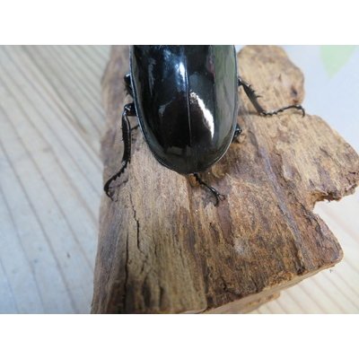 画像3: 新成虫☆タランドゥスオオツヤクワガタ♂75ミリ♀52ミリペア販売！！