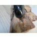 画像3: 新成虫☆タランドゥスオオツヤクワガタ♂75ミリ♀52ミリペア販売！！ (3)