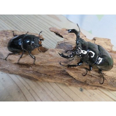 画像5: 新成虫☆タランドゥスオオツヤクワガタ♂75ミリ♀52ミリペア販売！！