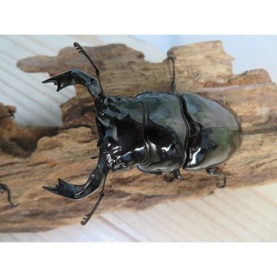 画像2: 新成虫☆タランドゥスオオツヤクワガタ♂75ミリ♀52ミリペア販売！！