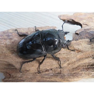 画像4: 新成虫☆タランドゥスオオツヤクワガタ♂75ミリ♀52ミリペア販売！！