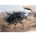 画像4: 新成虫☆タランドゥスオオツヤクワガタ♂75ミリ♀52ミリペア販売！！ (4)