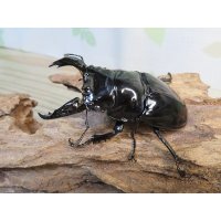 新成虫☆レギウスオオツヤクワガタ（RR血統）♂77ミリ♀47ミリペア販売！！