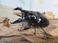 新成虫☆レギウスオオツヤクワガタ（RR血統）♂77ミリ♀47ミリペア販売！！
