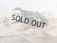 新成虫☆レギウスオオツヤクワガタ（RR血統）♂77ミリ♀47ミリペア販売！！