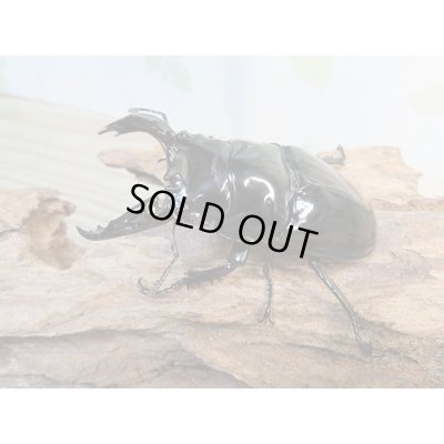画像1: 新成虫☆レギウスオオツヤクワガタ(RR血統)♂77ミリ♀47ミリペア販売!!