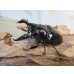 画像1: 新成虫☆レギウスオオツヤクワガタ（RR血統）♂77ミリ♀47ミリペア販売！！ (1)