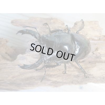 画像2: 新成虫☆レギウスオオツヤクワガタ(RR血統)♂77ミリ♀47ミリペア販売!!