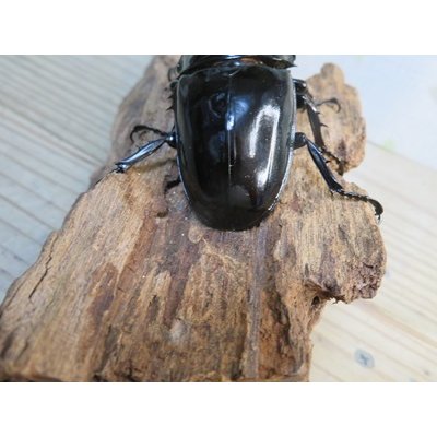 画像3: 新成虫☆レギウスオオツヤクワガタ（RR血統）♂77ミリ♀47ミリペア販売！！