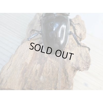 画像3: 新成虫☆レギウスオオツヤクワガタ(RR血統)♂77ミリ♀47ミリペア販売!!