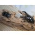 画像5: 新成虫☆レギウスオオツヤクワガタ（RR血統）♂77ミリ♀47ミリペア販売！！ (5)