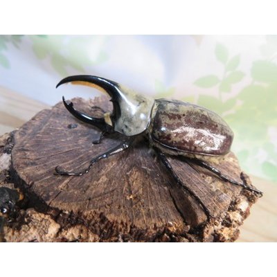 画像1: ☆新成虫☆グラントシロカブト♂72ミリ♀50ミリペア販売！！