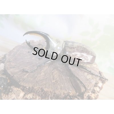 画像1: ☆新成虫☆グラントシロカブト♂72ミリ♀50ミリペア販売!!