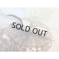 ☆大型新成虫☆グラントシロカブト♂75ミリ♀50ミリペア販売！！