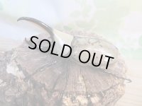 ☆大型新成虫☆グラントシロカブト♂75ミリ♀50ミリペア販売!!