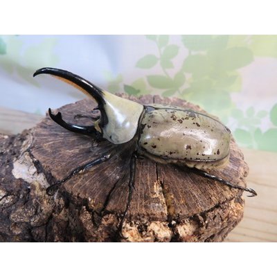 画像1: ☆大型新成虫☆グラントシロカブト♂75ミリ♀50ミリペア販売！！
