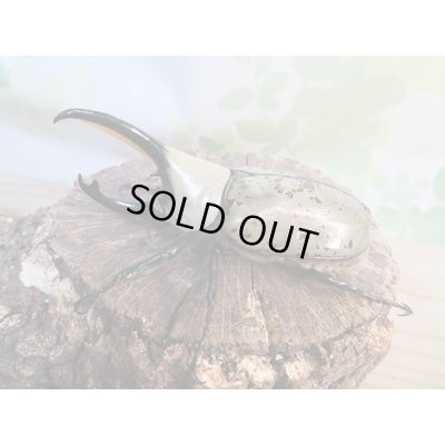 画像1: ☆大型新成虫☆グラントシロカブト♂75ミリ♀50ミリペア販売!!