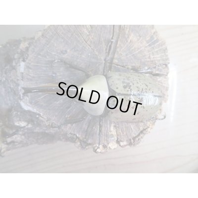 画像2: ☆大型新成虫☆グラントシロカブト♂75ミリ♀50ミリペア販売!!