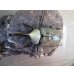 画像2: ☆大型新成虫☆グラントシロカブト♂75ミリ♀50ミリペア販売！！ (2)