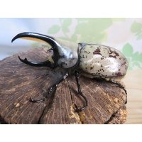 ☆大型新成虫☆グラントシロカブト♂77ミリ♀51ミリペア＋♀51ミリ計3頭トリオ販売！！