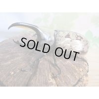 ☆大型新成虫☆グラントシロカブト♂77ミリ♀51ミリペア＋♀51ミリ計3頭トリオ販売！！