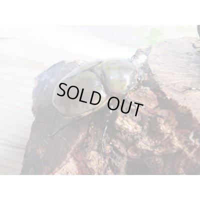 画像4: ☆新成虫☆グラントシロカブト♂72ミリ♀50ミリペア販売!!