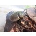 画像4: ☆新成虫☆グラントシロカブト♂72ミリ♀50ミリペア販売！！ (4)