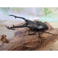 ☆新成虫☆ギラファノコギリクワガタ（亜種ケイスケ）♂97ミリ♀47ミリペア販売！！