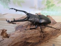 ☆新成虫☆ギラファノコギリクワガタ（亜種ケイスケ）♂97ミリ♀47ミリペア販売！！