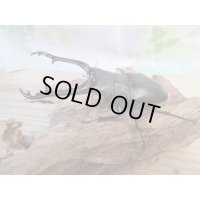 ☆新成虫☆ギラファノコギリクワガタ（亜種ケイスケ）♂97ミリ♀47ミリペア販売！！