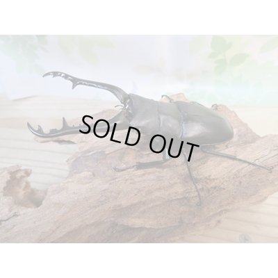 画像1: ☆新成虫☆ギラファノコギリクワガタ(亜種ケイスケ)♂97ミリ♀47ミリペア販売!!