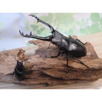 画像5: ☆新成虫☆ギラファノコギリクワガタ（亜種ケイスケ）♂97ミリ♀47ミリペア販売！！
