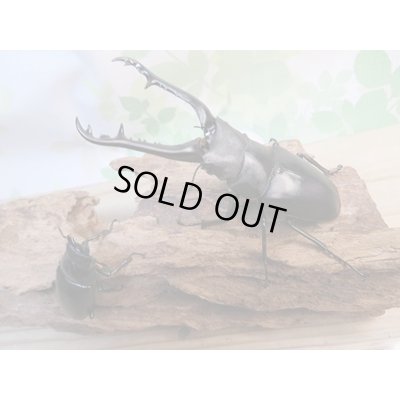 画像5: ☆新成虫☆ギラファノコギリクワガタ(亜種ケイスケ)♂97ミリ♀47ミリペア販売!!