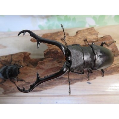 画像2: ☆大型新成虫☆ギラファノコギリクワガタ（亜種ケイスケ）♂107ミリ♀50ミリペア販売！！