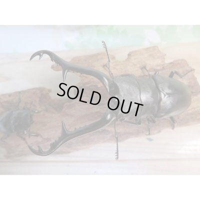 画像2: ☆大型新成虫☆ギラファノコギリクワガタ（亜種ケイスケ）♂107ミリ♀50ミリペア販売！！