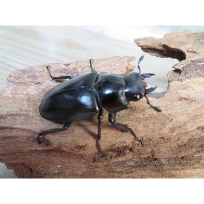 画像4: ☆大型新成虫☆ギラファノコギリクワガタ（亜種ケイスケ）♂107ミリ♀50ミリペア販売！！