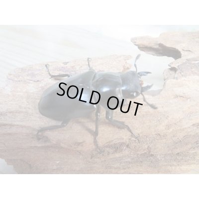 画像4: ☆大型新成虫☆ギラファノコギリクワガタ（亜種ケイスケ）♂107ミリ♀50ミリペア販売！！