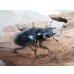 画像4: ☆大型新成虫☆ギラファノコギリクワガタ（亜種ケイスケ）♂107ミリ♀50ミリペア販売！！ (4)