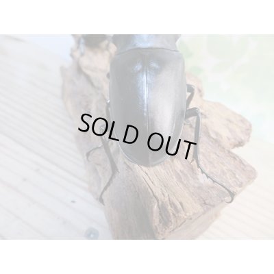 画像3: ☆大型新成虫☆ギラファノコギリクワガタ（亜種ケイスケ）♂107ミリ♀50ミリペア販売！！