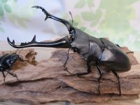 ☆大型新成虫☆ギラファノコギリクワガタ（亜種ケイスケ）♂107ミリ♀50ミリペア販売！！