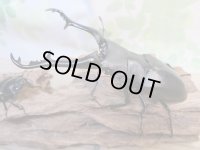 ☆大型新成虫☆ギラファノコギリクワガタ（亜種ケイスケ）♂107ミリ♀50ミリペア販売！！